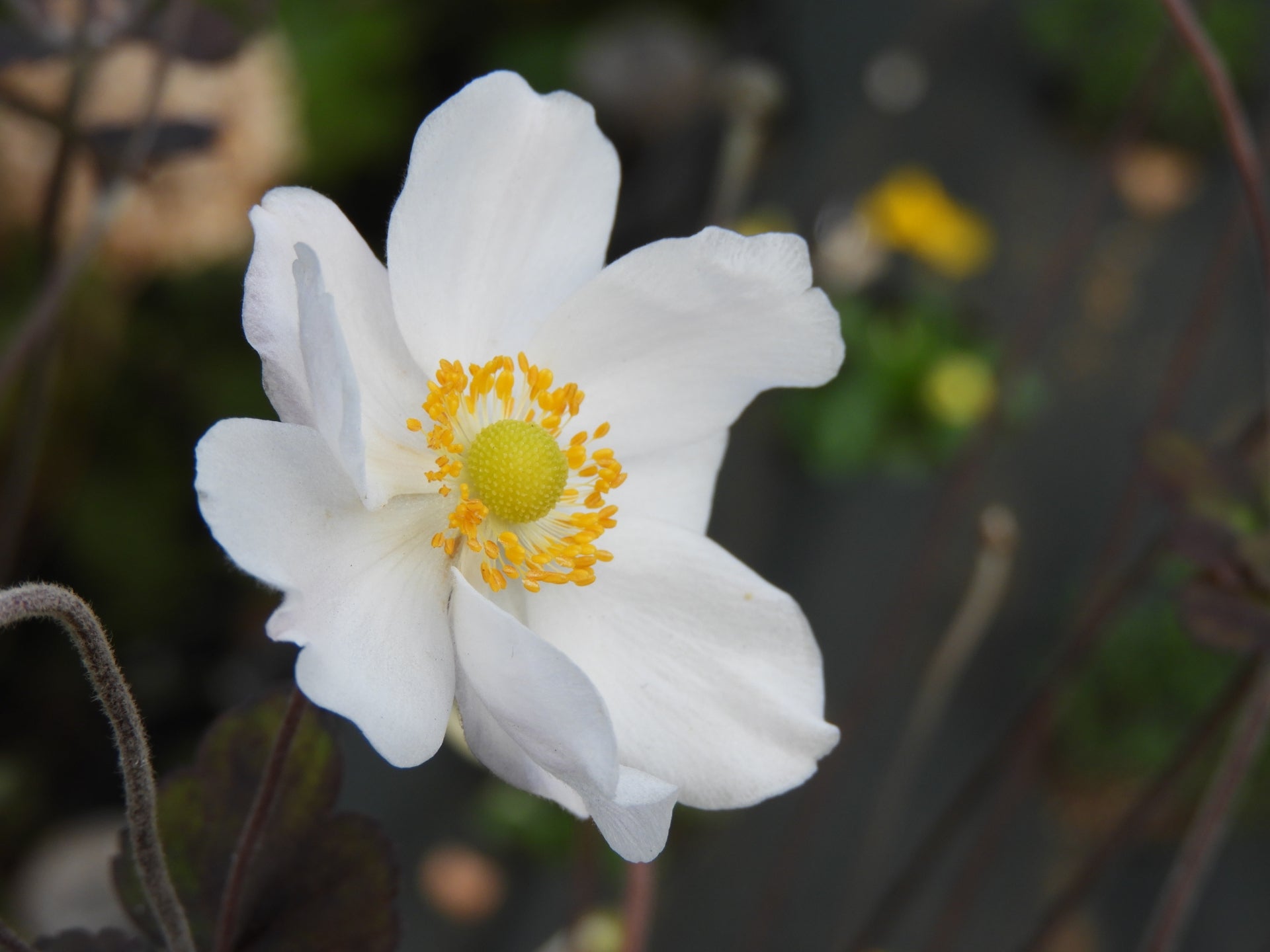 季節の花めぐりvol.14:シュウメイギク 美しさの裏に隠れた薬の歴史