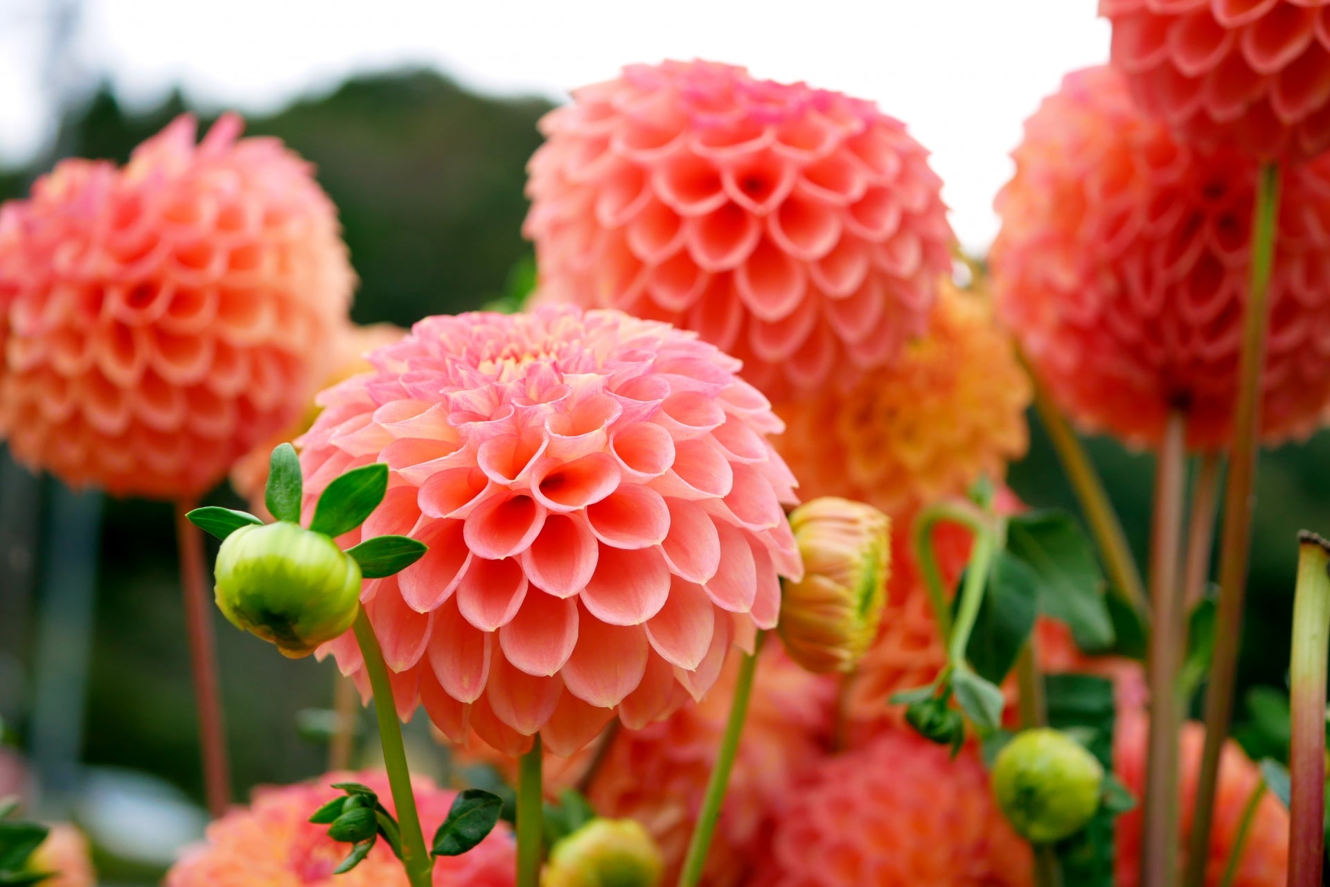 季節の花めぐりvol.10:ダリアの種類の多さが織り成す彩り豊かな世界