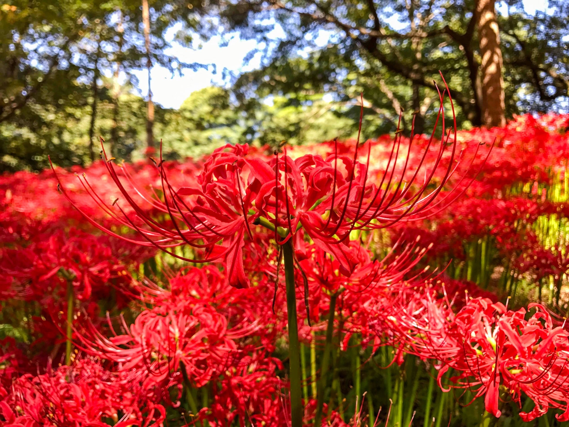 季節の花めぐりvol.12:彼岸花、秋の特別な時を知らせて