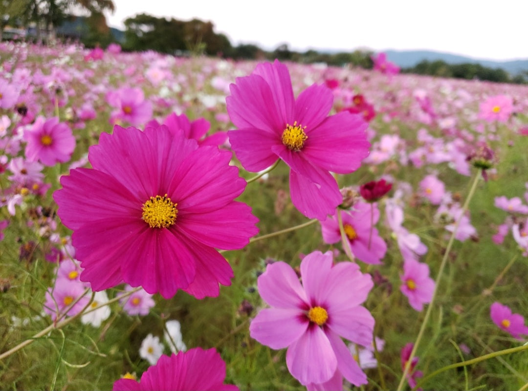 季節の花めぐりvol.17:コスモスの秘密、逞しい生命力と驚くべき適応力