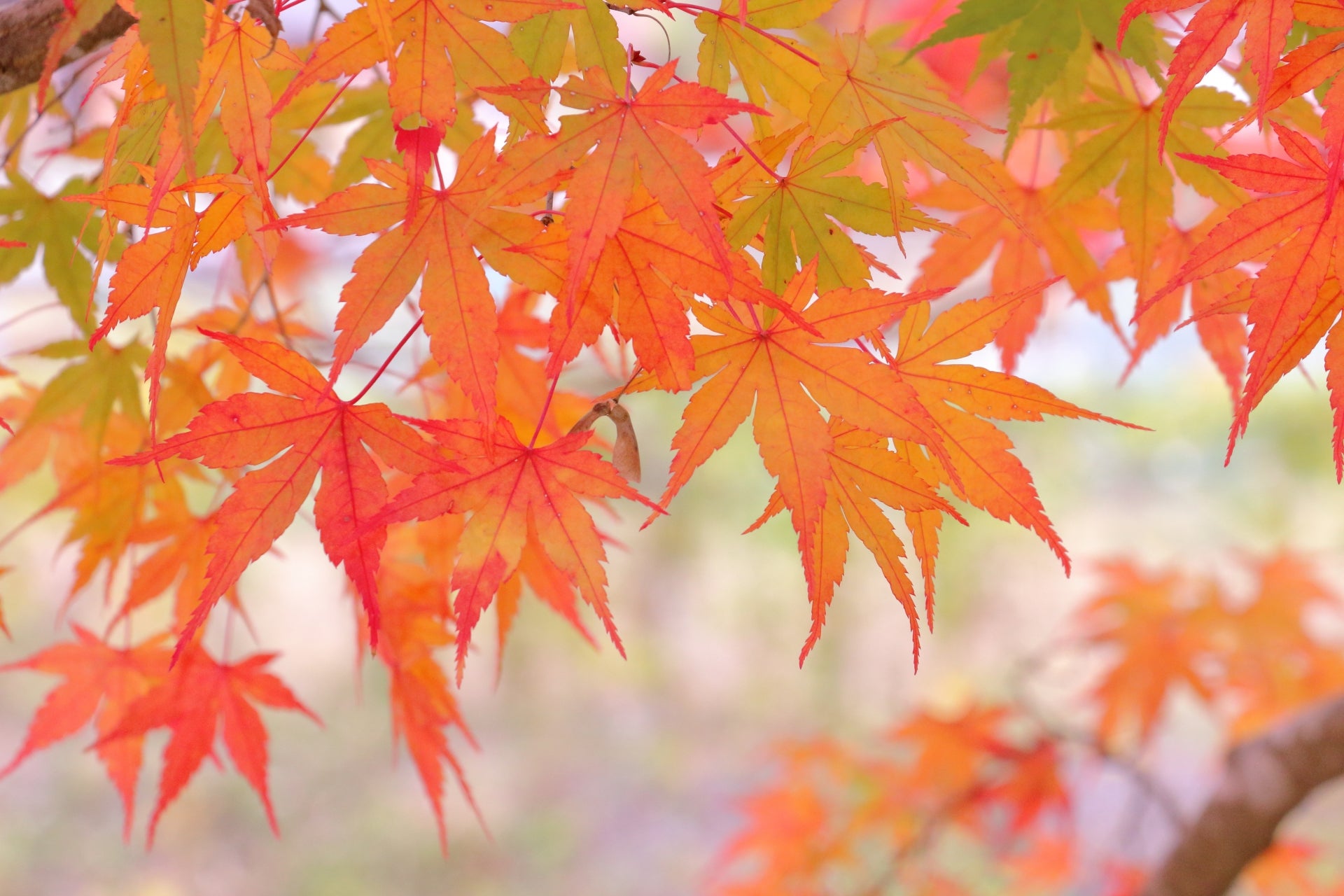 季節の花めぐりvol.20:紅葉の美しいプロセス、光合成の終わりから