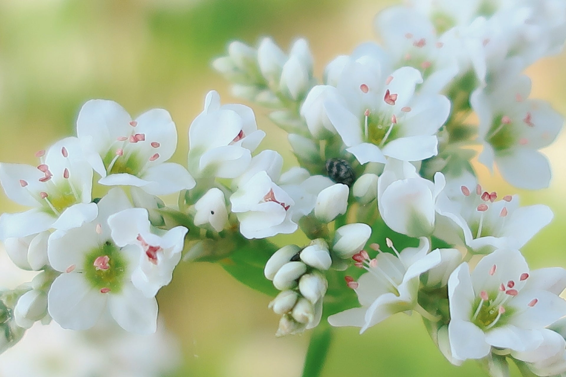 季節の花めぐりvol.13:秋の贈り物、そばの花から生まれるそば蜜