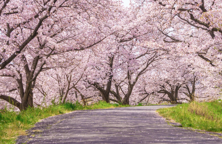今月のおたより