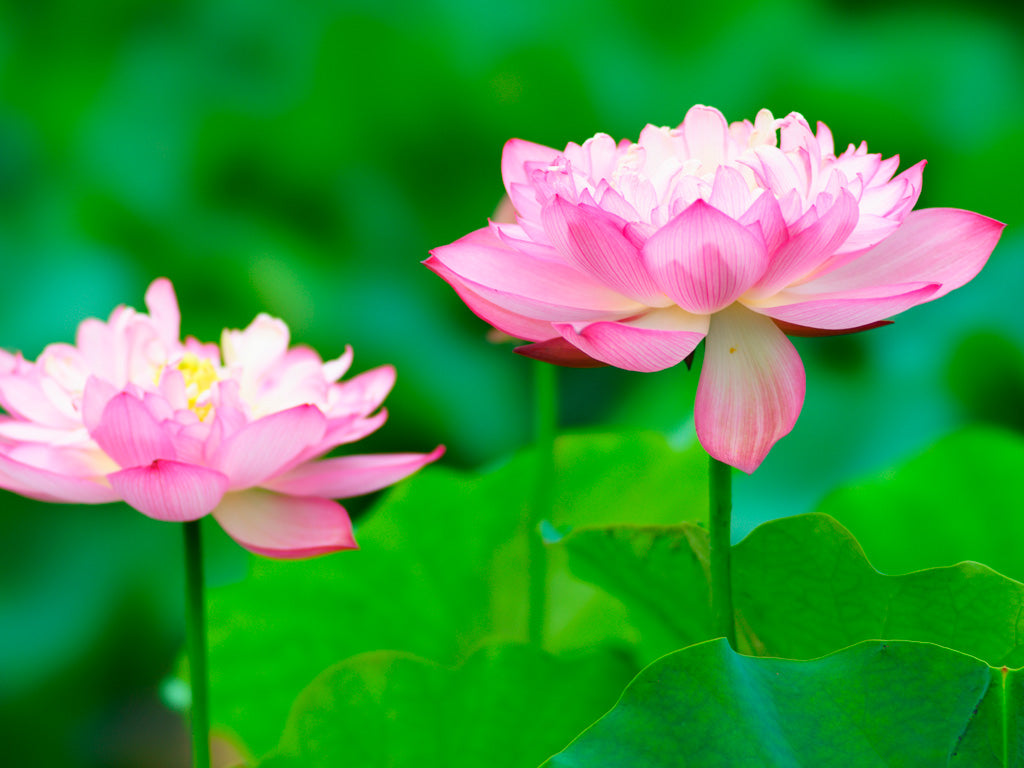 季節の花めぐりvol.4:ハスの生命力と長寿の秘密