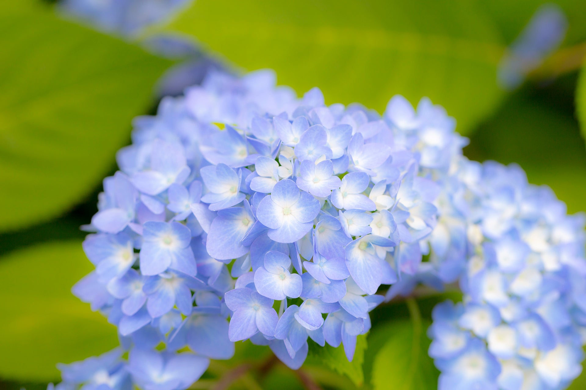 季節の花めぐり vol.1: 美しい紫陽花の世界へ