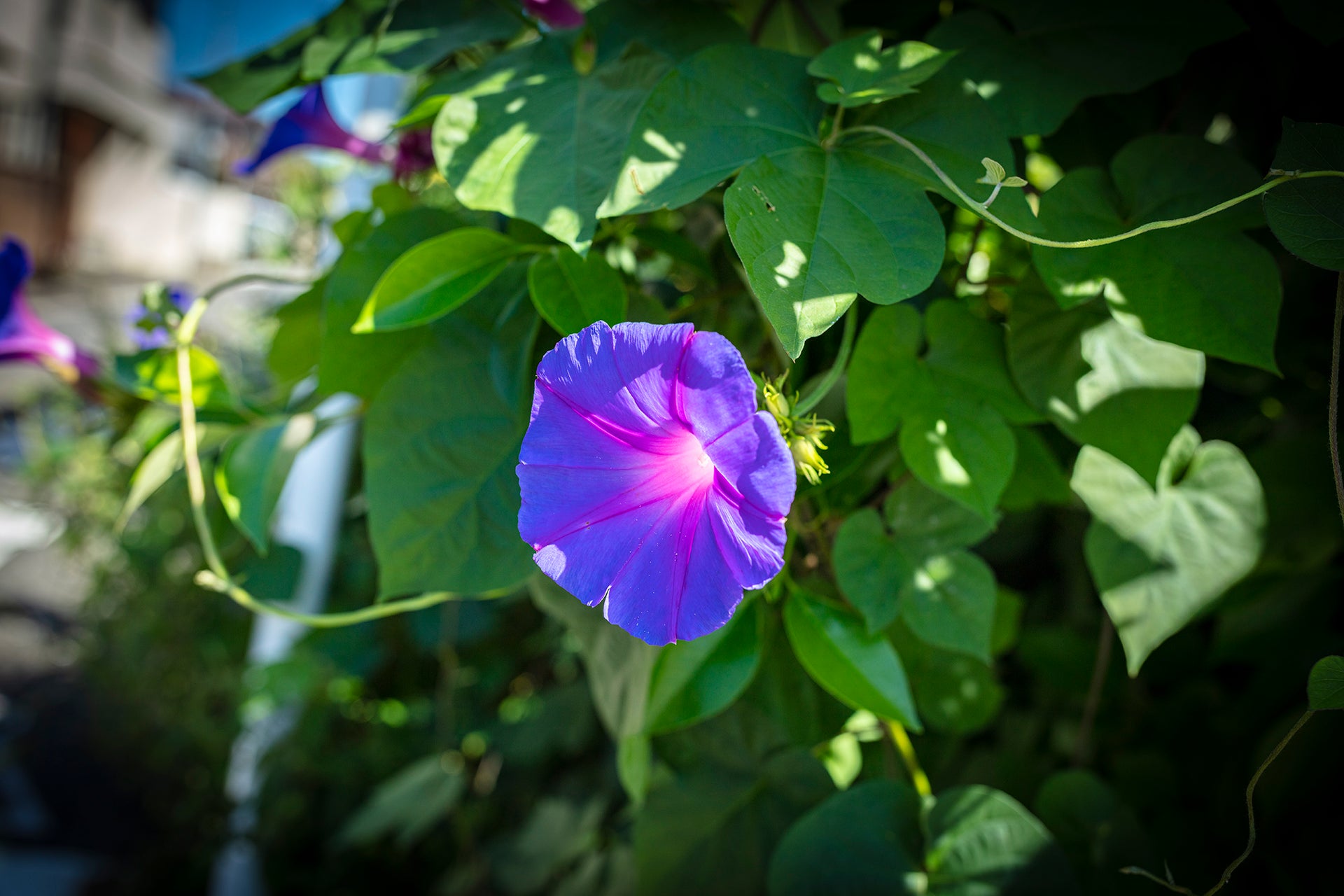 季節の花めぐりvol.5:アサガオの不思議な開花サイクル