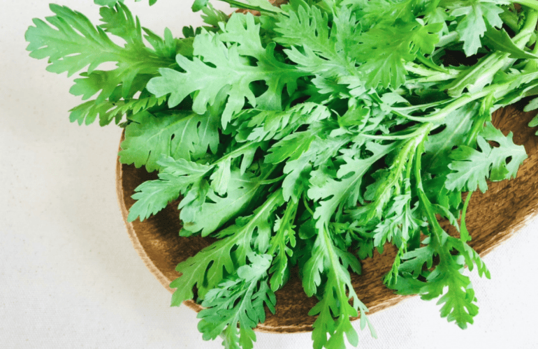 栽培レシピ「シュンギク」Vol.3