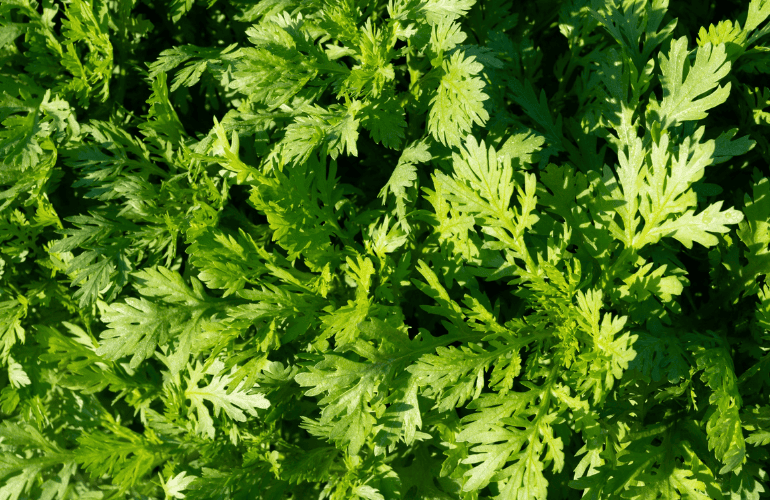 栽培レシピ「シュンギク」Vol.4