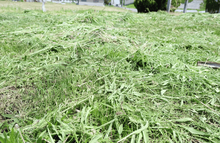6月のおたより　肥料が多いほど雑草も多くなる！