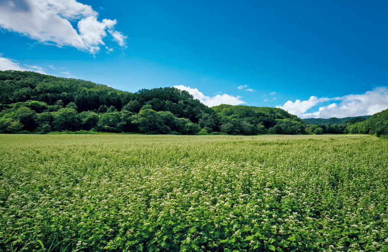 害虫を増やさない土づくりと葉面対策