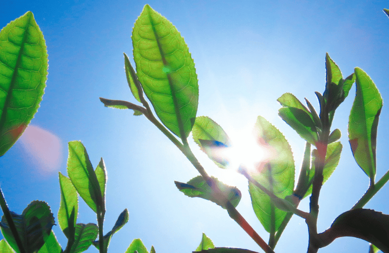 8月の追肥は「光合成」がカギ！収穫を続ける夏管理