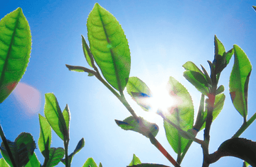 8月の追肥は「光合成」がカギ！収穫を続ける夏管理