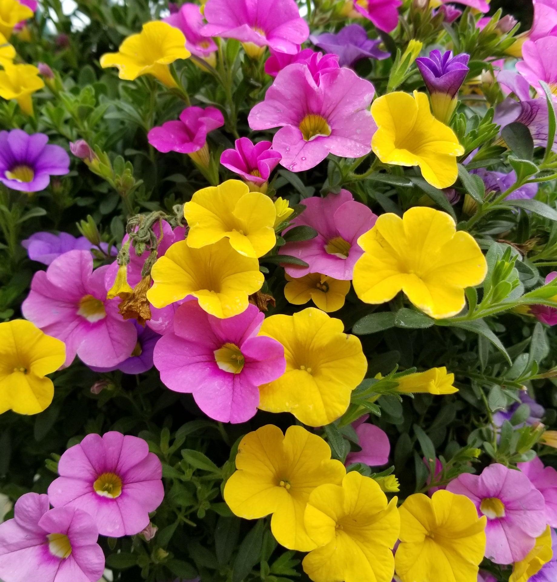 季節の花めぐりvol.9:ペチュニアの香り - 闇を彩る花の秘密