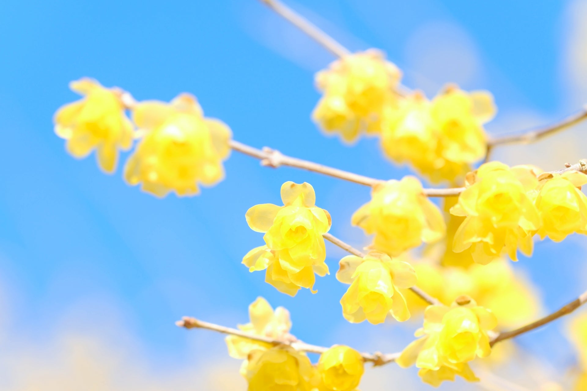 季節の花めぐりvol.29: ロウバイ、冬の奇跡、蝋梅の花
