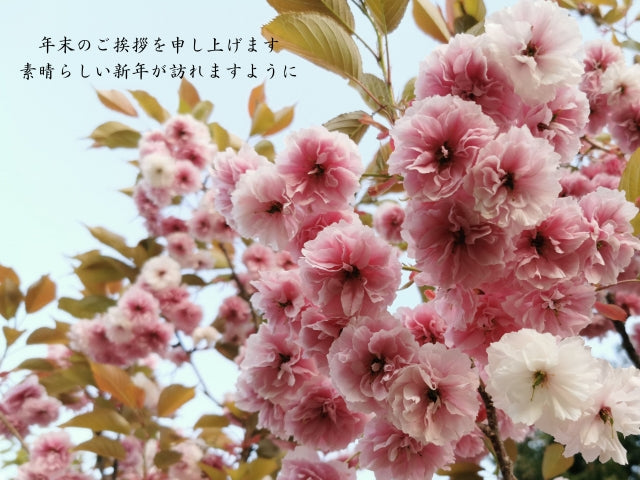 今週のおたより