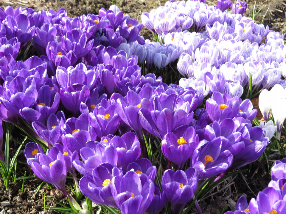 季節の花めぐりvol.31: 早春を彩るクロッカスとその生態的役割