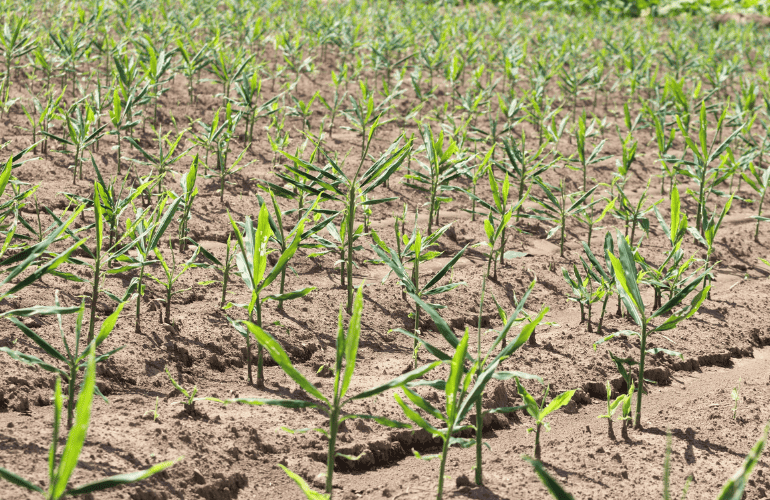 栽培レシピ「ショウガ」Vol.2