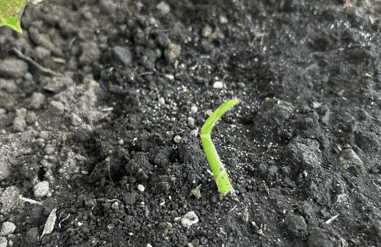 栽培レシピ【ショウガ】Vol.1