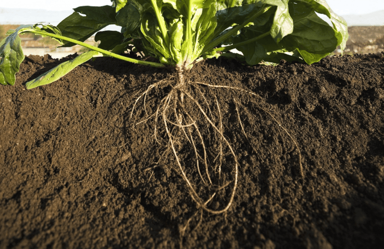 今週のおたより