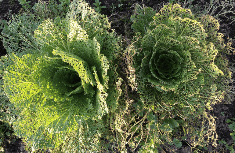 ７月のおたより　害虫対策は葉と土の二面攻撃がカギ！