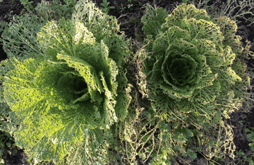 ７月のおたより　害虫対策は葉と土の二面攻撃がカギ！