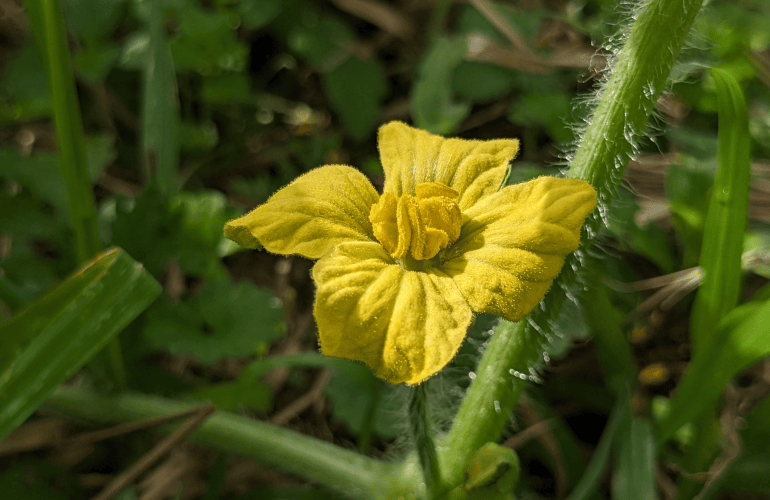 栽培レシピ【スイカ】Vol.2