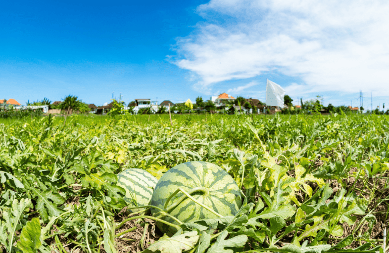 栽培レシピ【スイカ】Vol.4