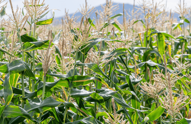 栽培レシピ【スイートコーン】Vol.４