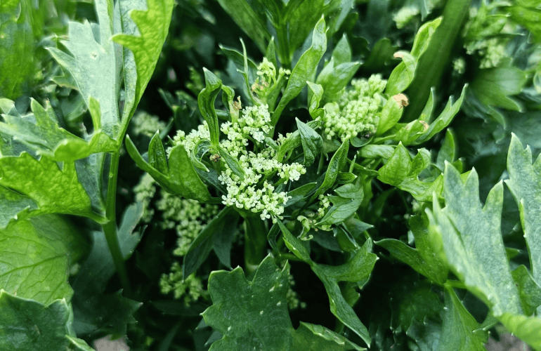 栽培レシピ【セルリー（セロリ）】Vol.３