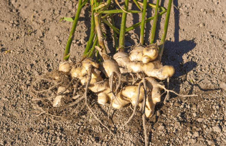 栽培レシピ「ショウガ」Vol.4