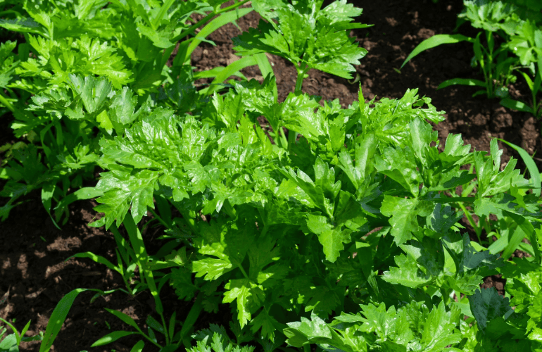 栽培レシピ【セルリー（セロリ）】Vol.１