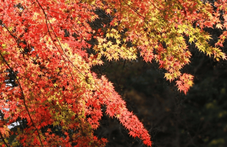 今月のおたより