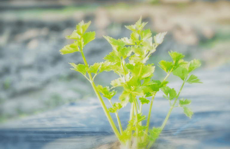 栽培レシピ【セルリー（セロリ）】Vol.４