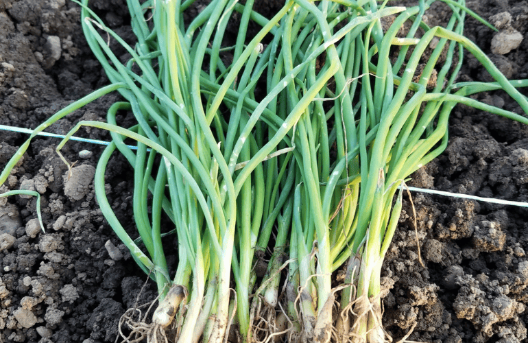 栽培レシピ【白ネギ】Vol.1