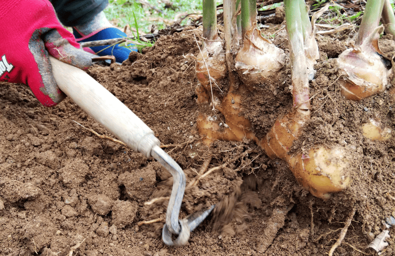 栽培レシピ「ショウガ」Vol.3