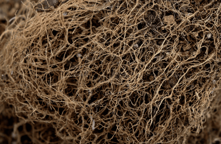 今週のおたより