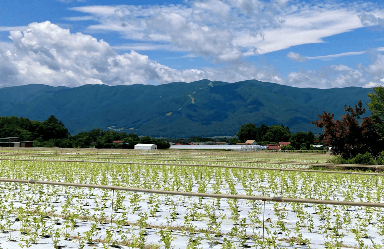 栽培レシピ【セルリー（セロリ）】Vol.２