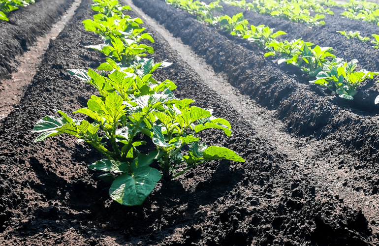 今週のおたより