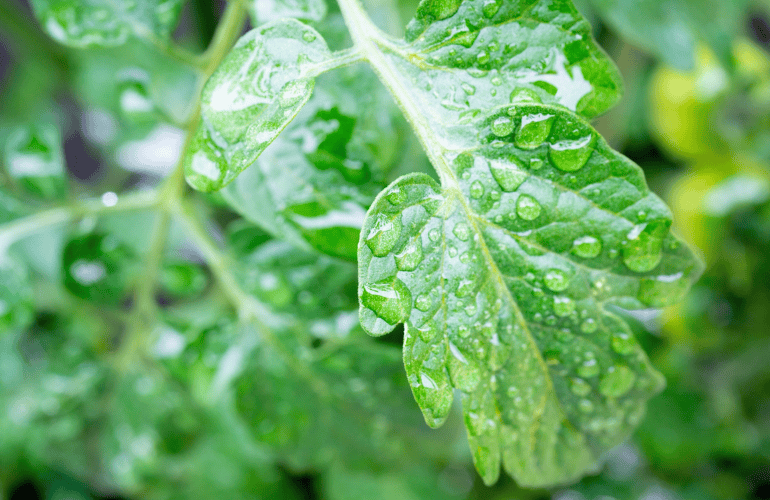 作物にとっての食事　作物の成長は「水の質」で決まる！根と葉が喜ぶ水とは