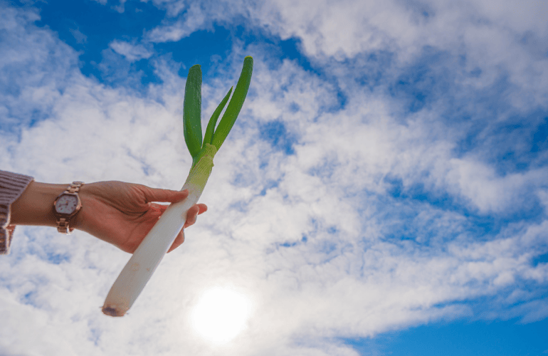 栽培レシピ【白ネギ】Vol.4