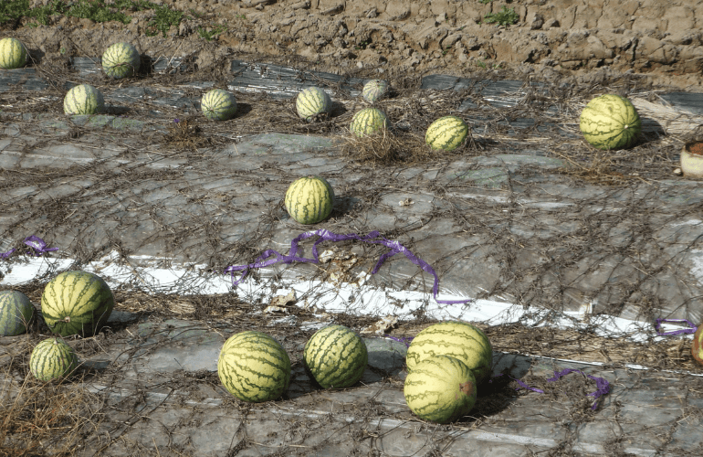 栽培レシピ【スイカ】Vol.3