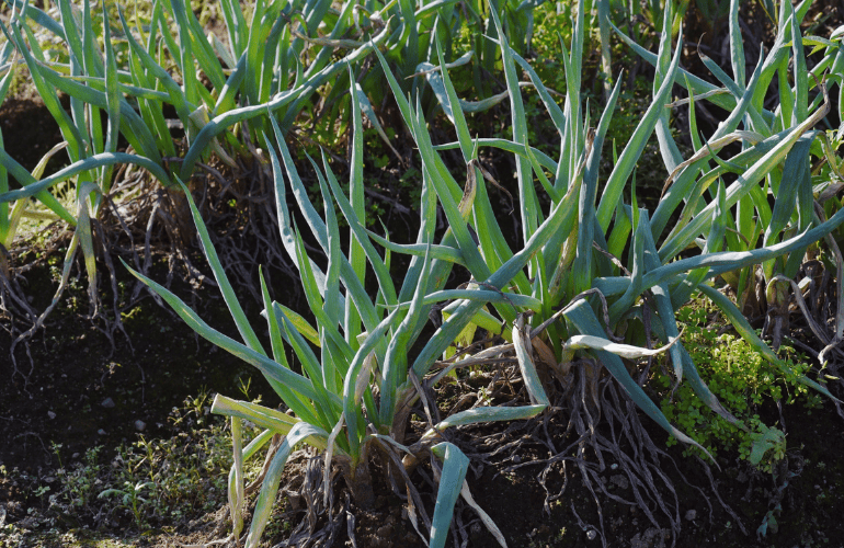 栽培レシピ【白ネギ】Vol.3