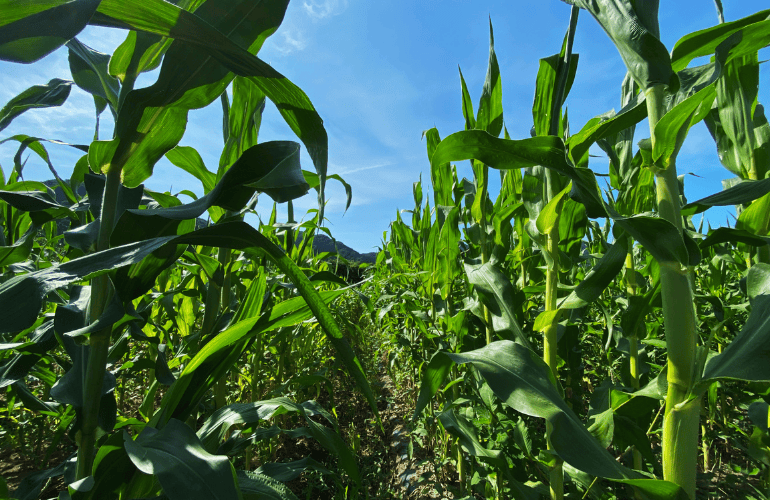 栽培レシピ【スイートコーン】Vol.２