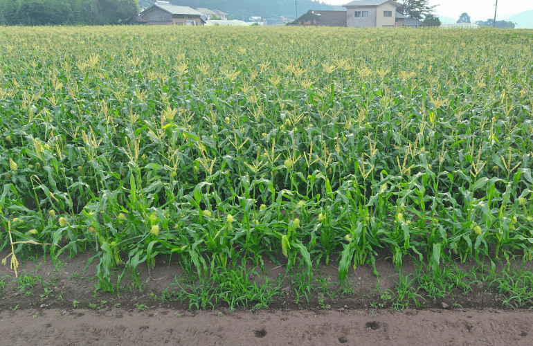 栽培レシピ【スイートコーン】Vol.１