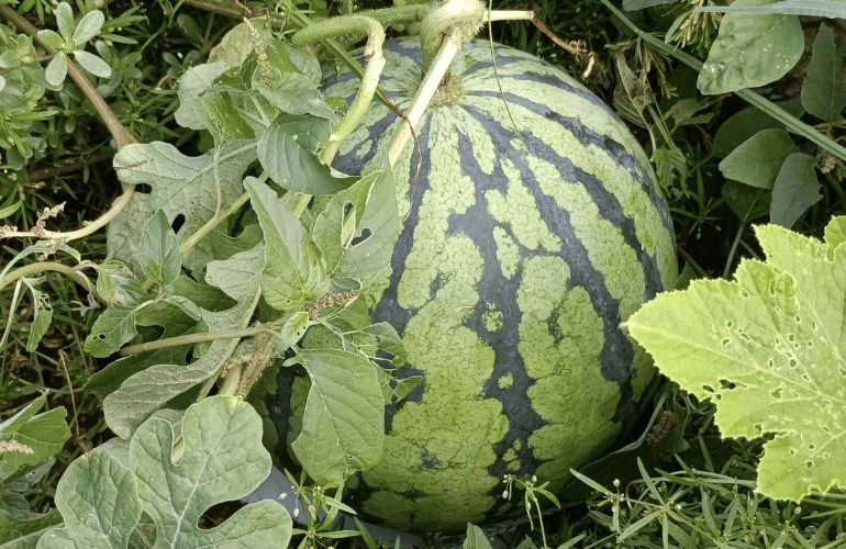 栽培レシピ【スイカ】Vol.1