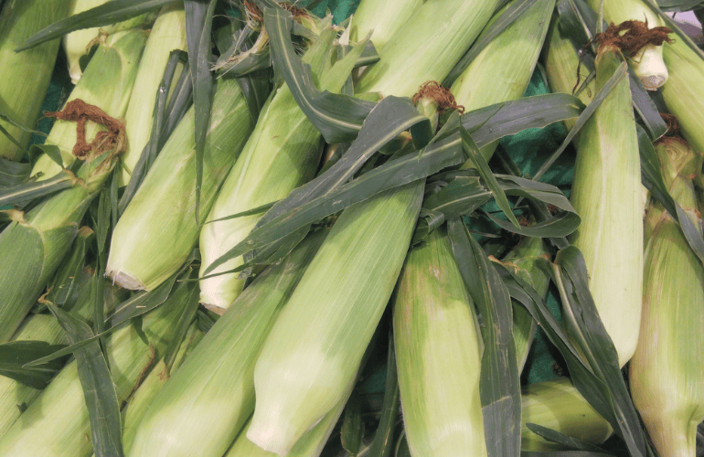 栽培レシピ【スイートコーン】Vol.３