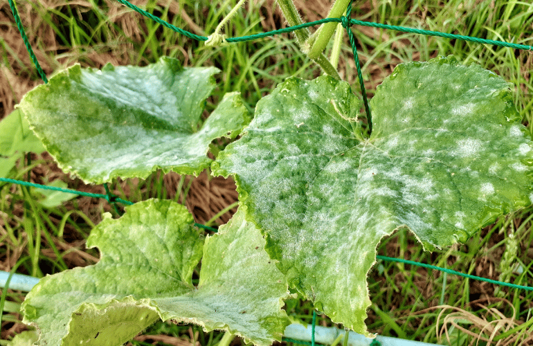 病害を減らせば害虫も減る！カビ対策が近道