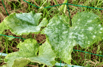 病害を減らせば害虫も減る！カビ対策が近道