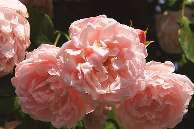 季節の花めぐりvol.2: 薔薇の魅力と色の秘密