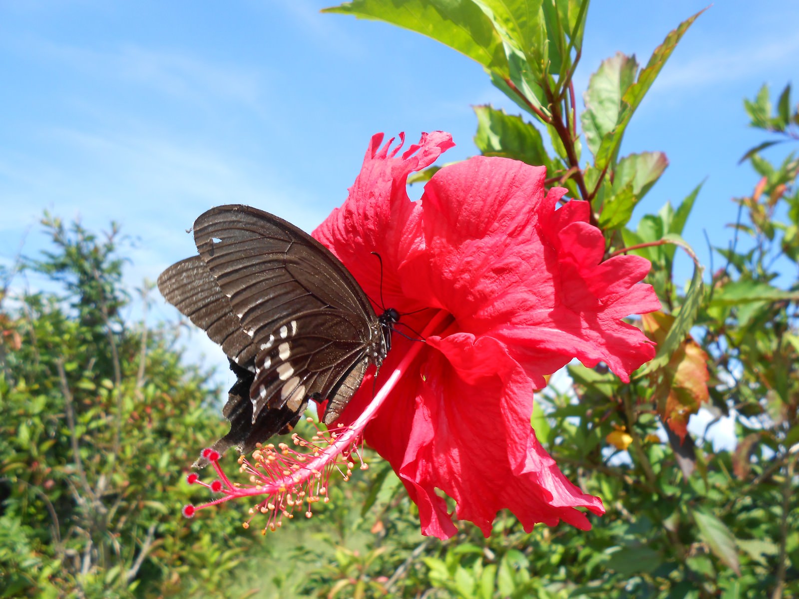 季節の花めぐりvlo.6: ハイビスカスの花の命とその魅力